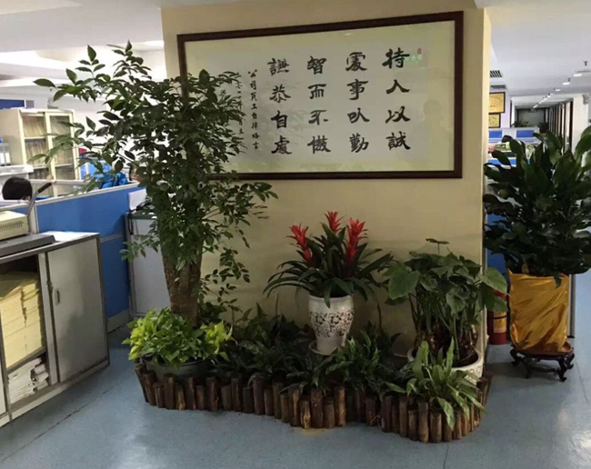 植物租摆案例
